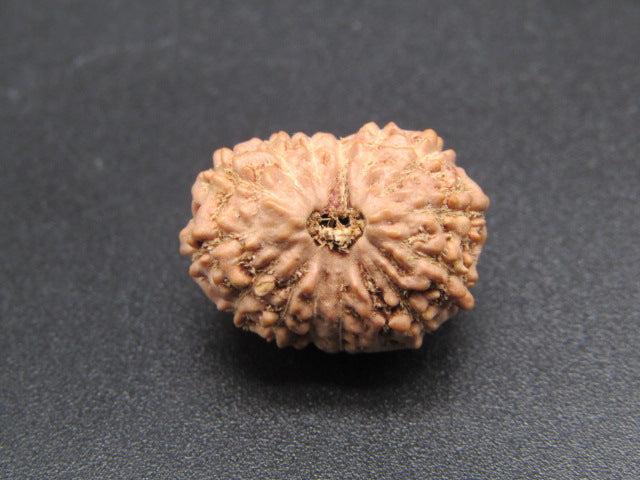 14 Mukhi Indonesia Natural Rudraksha 19.23 mm Rudraksha Report No. RDQ0044285