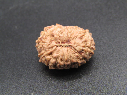 14 Mukhi Indonesia Natural Rudraksha 19.23 mm Rudraksha Report No. RDQ0044285