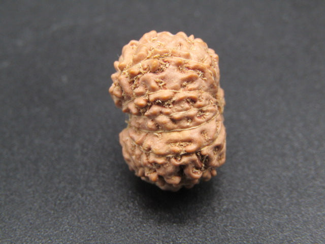 14 Mukhi Indonesia Natural Rudraksha 19.23 mm Rudraksha Report No. RDQ0044285