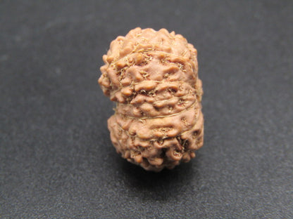 14 Mukhi Indonesia Natural Rudraksha 19.23 mm Rudraksha Report No. RDQ0044285