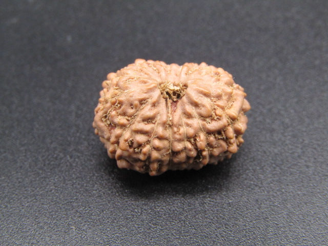 14 Mukhi Indonesia Natural Rudraksha 19.23 mm Rudraksha Report No. RDQ0044285