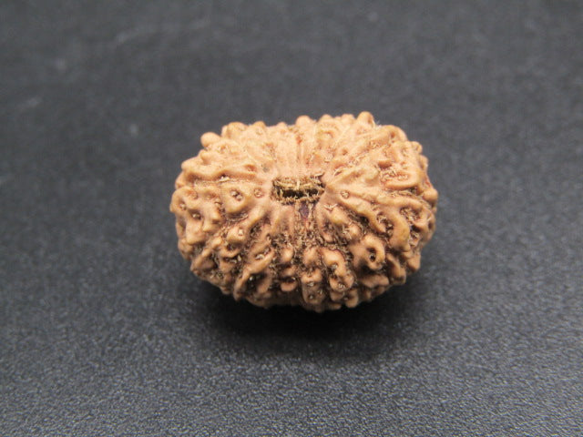 15 Mukhi Indonesia Natural Rudraksha 18.40 mm Rudraksha Report No. RDQ0044286