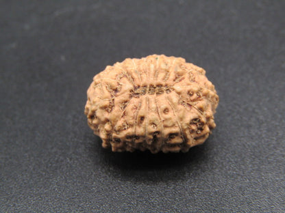15 Mukhi Indonesia Natural Rudraksha 18.40 mm Rudraksha Report No. RDQ0044286