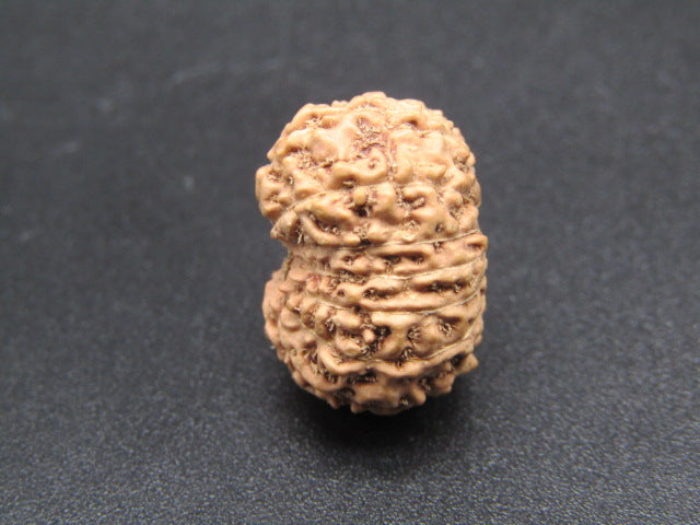 15 Mukhi Indonesia Natural Rudraksha 18.40 mm Rudraksha Report No. RDQ0044286