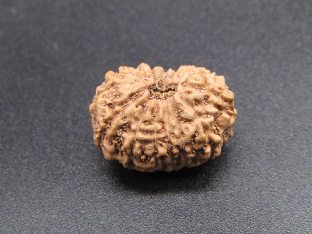 15 Mukhi Indonesia Natural Rudraksha 18.40 mm Rudraksha Report No. RDQ0044286