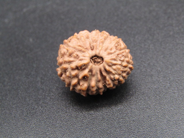 15 Mukhi Indonesia Natural Rudraksha 17.10 mm Rudraksha Report No. RDQ0044287