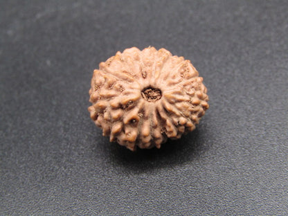 15 Mukhi Indonesia Natural Rudraksha 17.10 mm Rudraksha Report No. RDQ0044287