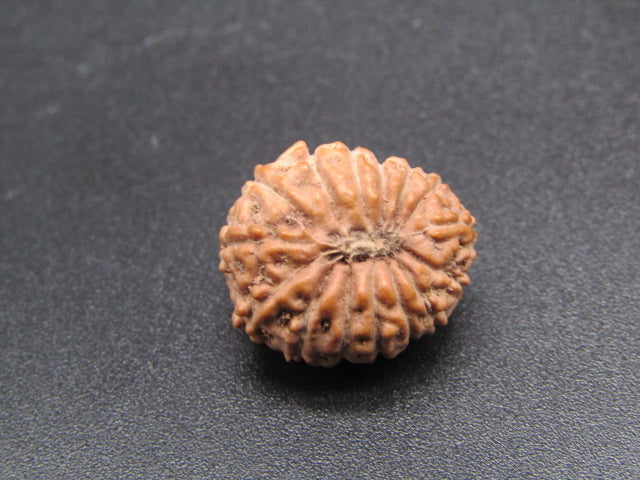 15 Mukhi Indonesia Natural Rudraksha 17.10 mm Rudraksha Report No. RDQ0044287