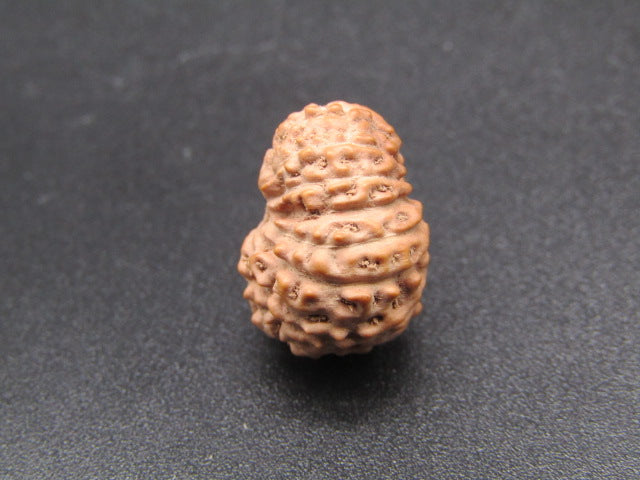 15 Mukhi Indonesia Natural Rudraksha 17.10 mm Rudraksha Report No. RDQ0044287