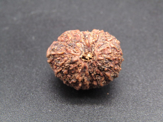 15 Mukhi Indonesia Natural Rudraksha 19.51 mm Rudraksha Report No. RDQ0044288