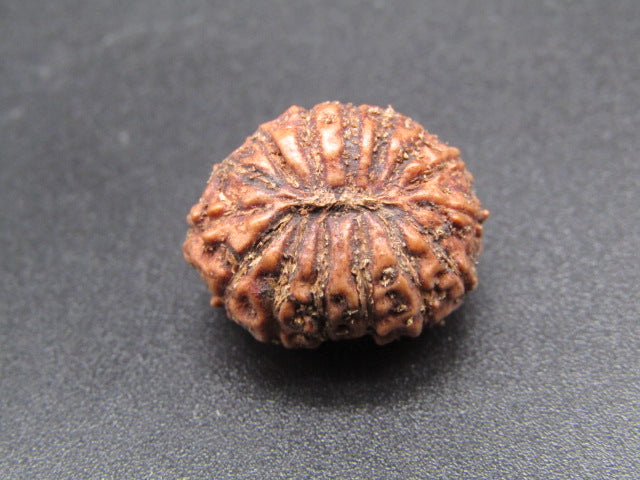 15 Mukhi Indonesia Natural Rudraksha 19.51 mm Rudraksha Report No. RDQ0044288