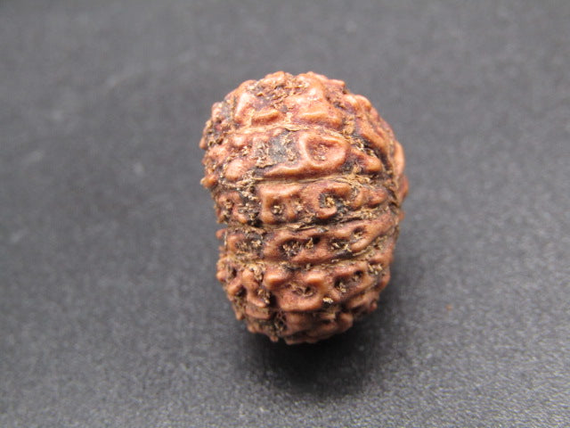 15 Mukhi Indonesia Natural Rudraksha 19.51 mm Rudraksha Report No. RDQ0044288