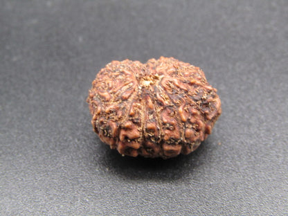 15 Mukhi Indonesia Natural Rudraksha 19.51 mm Rudraksha Report No. RDQ0044288