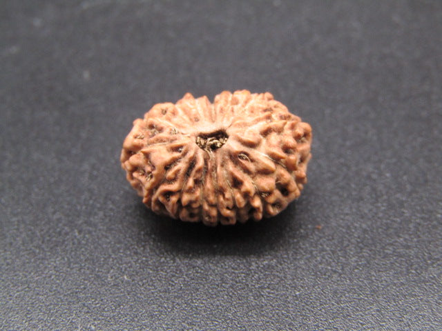 15 Mukhi Indonesia Natural Rudraksha 17.33 mm Rudraksha Report No. RDQ0044289