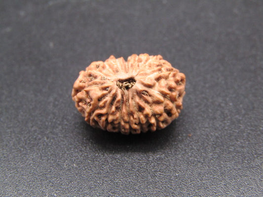 15 Mukhi Indonesia Natural Rudraksha 17.33 mm Rudraksha Report No. RDQ0044289