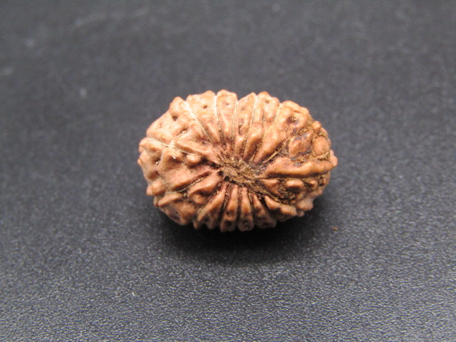 15 Mukhi Indonesia Natural Rudraksha 17.33 mm Rudraksha Report No. RDQ0044289