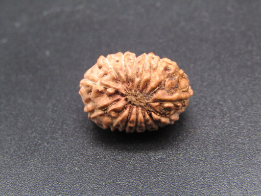 15 Mukhi Indonesia Natural Rudraksha 17.33 mm Rudraksha Report No. RDQ0044289