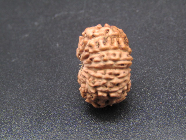 15 Mukhi Indonesia Natural Rudraksha 17.33 mm Rudraksha Report No. RDQ0044289