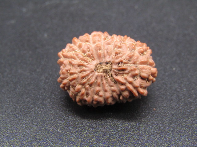 14 Mukhi Indonesia Natural Rudraksha 19.53 mm Rudraksha Report No. RDQ0044290