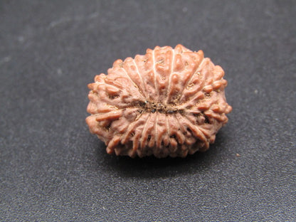 14 Mukhi Indonesia Natural Rudraksha 19.53 mm Rudraksha Report No. RDQ0044290
