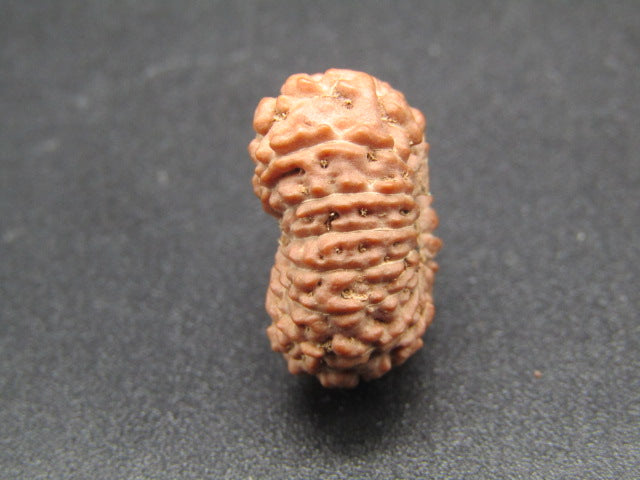 14 Mukhi Indonesia Natural Rudraksha 19.53 mm Rudraksha Report No. RDQ0044290
