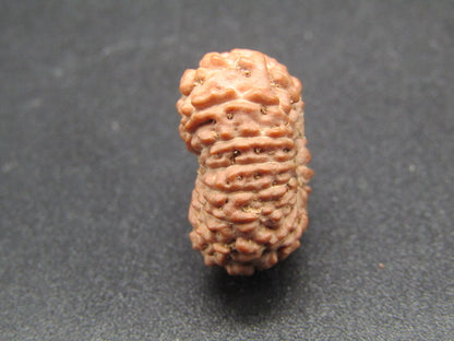 14 Mukhi Indonesia Natural Rudraksha 19.53 mm Rudraksha Report No. RDQ0044290