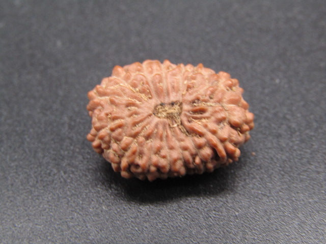 14 Mukhi Indonesia Natural Rudraksha 19.53 mm Rudraksha Report No. RDQ0044290