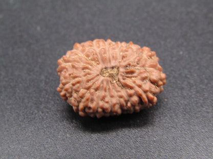 14 Mukhi Indonesia Natural Rudraksha 19.53 mm Rudraksha Report No. RDQ0044290