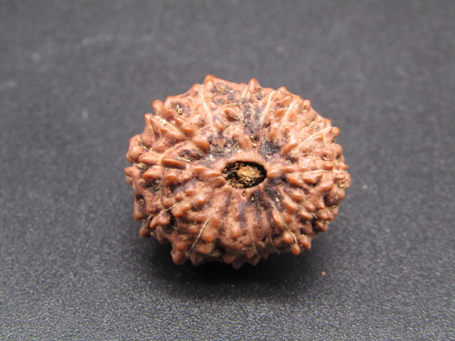 14 Mukhi Indonesia Natural Rudraksha 20.40 mm Rudraksha Report No. RDQ0044291