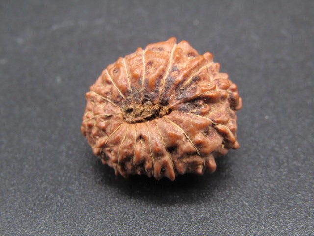14 Mukhi Indonesia Natural Rudraksha 20.40 mm Rudraksha Report No. RDQ0044291