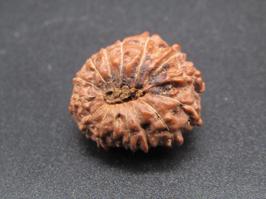 14 Mukhi Indonesia Natural Rudraksha 20.40 mm Rudraksha Report No. RDQ0044291