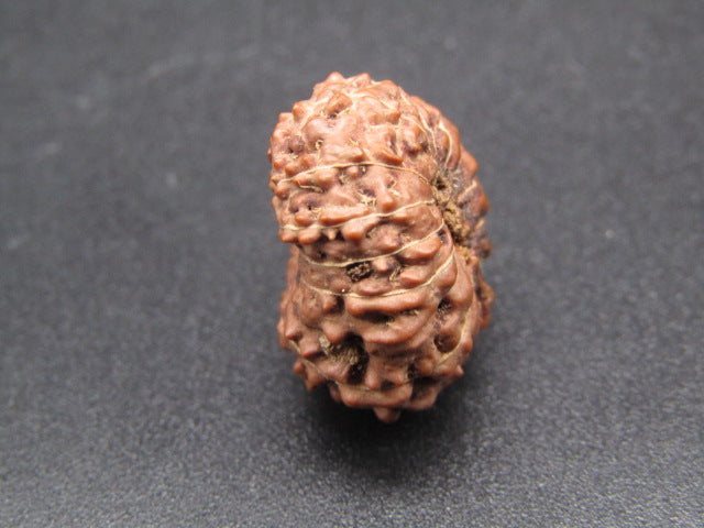 14 Mukhi Indonesia Natural Rudraksha 20.40 mm Rudraksha Report No. RDQ0044291