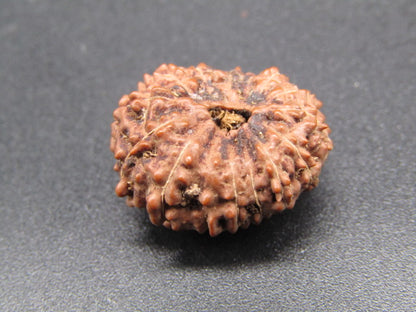 14 Mukhi Indonesia Natural Rudraksha 20.40 mm Rudraksha Report No. RDQ0044291