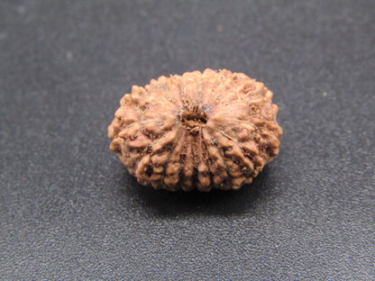 15 Mukhi Indonesia Natural Rudraksha 17.21 mm Rudraksha Report No. RDQ0044292