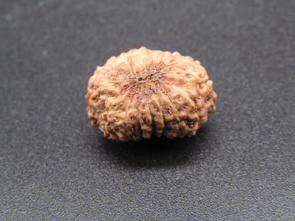 15 Mukhi Indonesia Natural Rudraksha 17.21 mm Rudraksha Report No. RDQ0044292