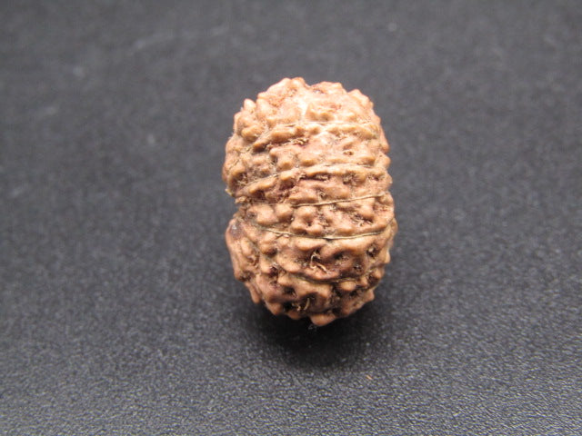 15 Mukhi Indonesia Natural Rudraksha 17.21 mm Rudraksha Report No. RDQ0044292