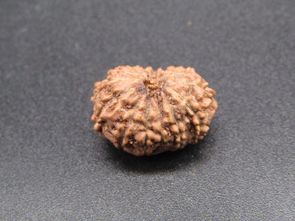 15 Mukhi Indonesia Natural Rudraksha 17.21 mm Rudraksha Report No. RDQ0044292
