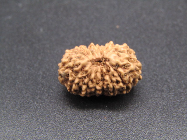 15 Mukhi Indonesia Natural Rudraksha 17.16 mm Rudraksha Report No. RDQ0044293