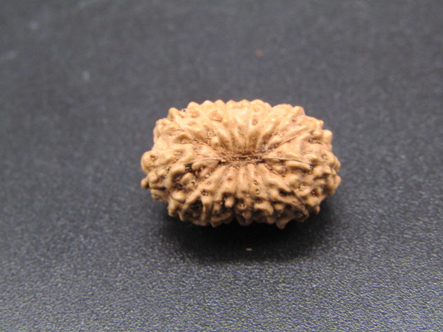 15 Mukhi Indonesia Natural Rudraksha 17.16 mm Rudraksha Report No. RDQ0044293