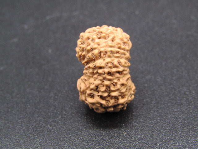 15 Mukhi Indonesia Natural Rudraksha 17.16 mm Rudraksha Report No. RDQ0044293