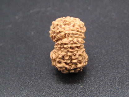 15 Mukhi Indonesia Natural Rudraksha 17.16 mm Rudraksha Report No. RDQ0044293