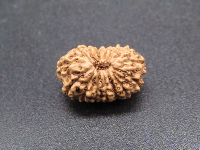 15 Mukhi Indonesia Natural Rudraksha 17.16 mm Rudraksha Report No. RDQ0044293