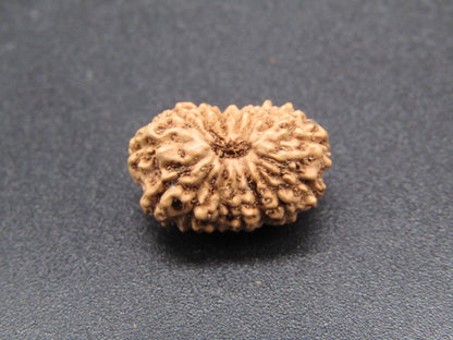 15 Mukhi Indonesia Natural Rudraksha 17.16 mm Rudraksha Report No. RDQ0044293