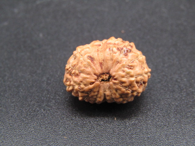 15 Mukhi Indonesia Natural Rudraksha 16.88 mm Rudraksha Report No. RDQ0044294