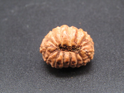 15 Mukhi Indonesia Natural Rudraksha 16.88 mm Rudraksha Report No. RDQ0044294