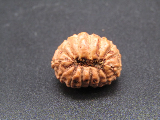 15 Mukhi Indonesia Natural Rudraksha 16.88 mm Rudraksha Report No. RDQ0044294