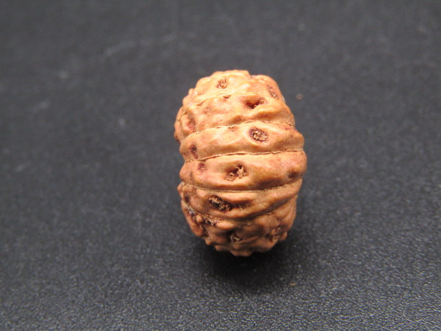 15 Mukhi Indonesia Natural Rudraksha 16.88 mm Rudraksha Report No. RDQ0044294
