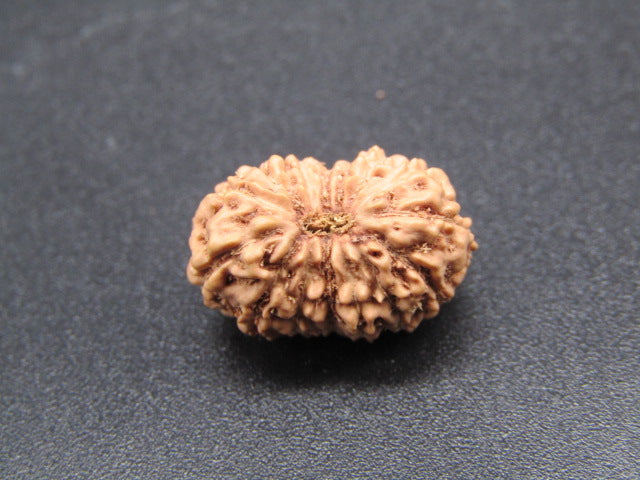 15 Mukhi Indonesia Natural Rudraksha 17.11 mm Rudraksha Report No. RDQ0044295