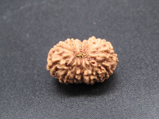 15 Mukhi Indonesia Natural Rudraksha 17.11 mm Rudraksha Report No. RDQ0044295