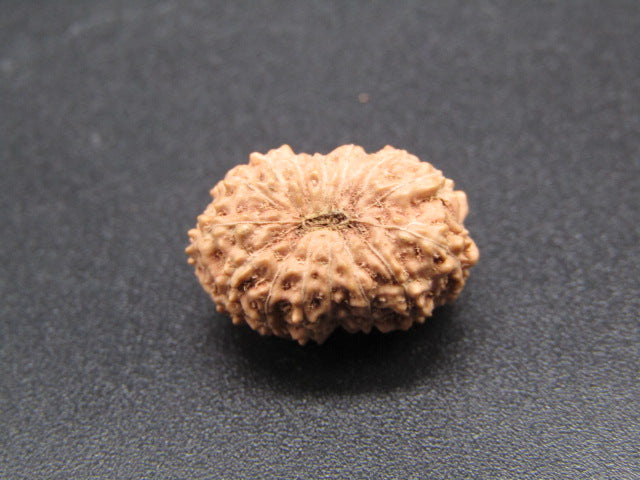 15 Mukhi Indonesia Natural Rudraksha 17.11 mm Rudraksha Report No. RDQ0044295